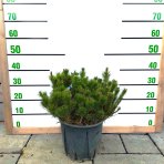 Borovica horská (Pinus mugo) ´MUGHUS´ výška: 20-30 cm, ⌀ 30-40 cm, kont. C10L